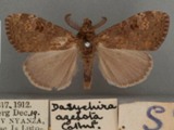 Dasychira azelota